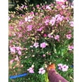 thumbnail image 3 of TomorrowSeeds - Pink Beauty Soapwort Seeds - 3600+ Count - For 2026 Planting Saponaria Soap Plant, 3 of 10