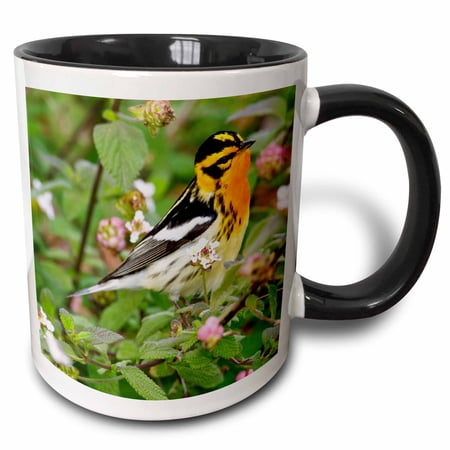 3drose, Blackburnian Warbler Bird Adult Male Foraging - Us44 Ldi0760 - Larry Ditto, 15oz Two-tone Black Mug