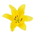thumbnail image 4 of Assorted LA Hybrid Lilies - Fresh Cut - 80 Stems - by Bloomingmore, 4 of 9