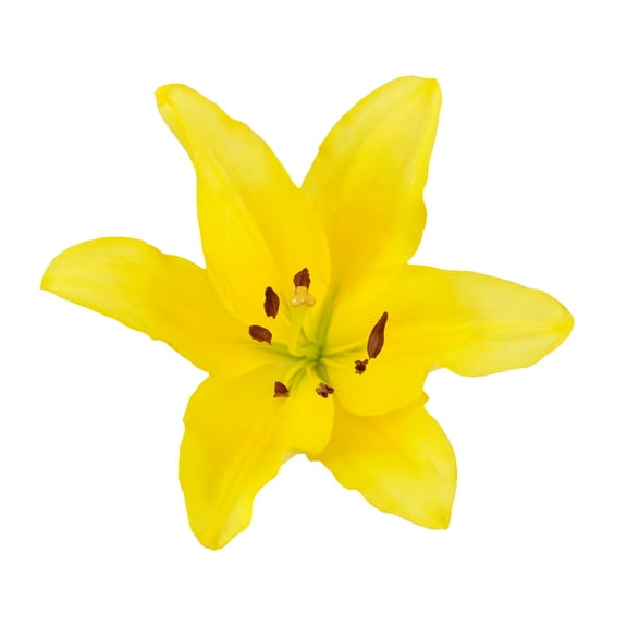Yellow LA Hybrid Lilies - Farm Direct Fresh Cut Flowers - 40 Stems