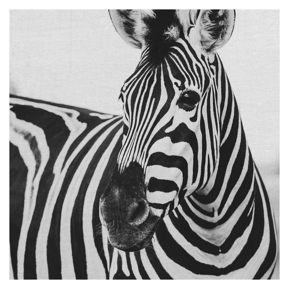 Masterpiece Art Gallery Zebra Close Up by Frida Bredesen Canvas Photo Art Print 24" x 24"
