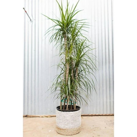 Dragon Tree–Staggered–Easy Care Indoor Plant  14" Pot