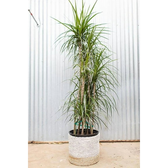 Dragon Tree–Staggered–Easy Care Indoor Plant  14" Pot