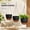 Black, variant on 10/9/8 Inch Hanging Planter for Indoor Outdoor Plants, 3 Pack Self-Watering Hanging Pots with Drainage Holes and Removable Trays, Green and Brown