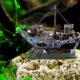 thumbnail image 5 of Barco Pirata acuario aquascape acuario acuario de vidrio aquascape esquivando casa cadera casa resina barco pequeño hombre de bronce, 5 of 5