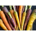 thumbnail image 3 of Rainbow Carrot Seeds, 3 of 3