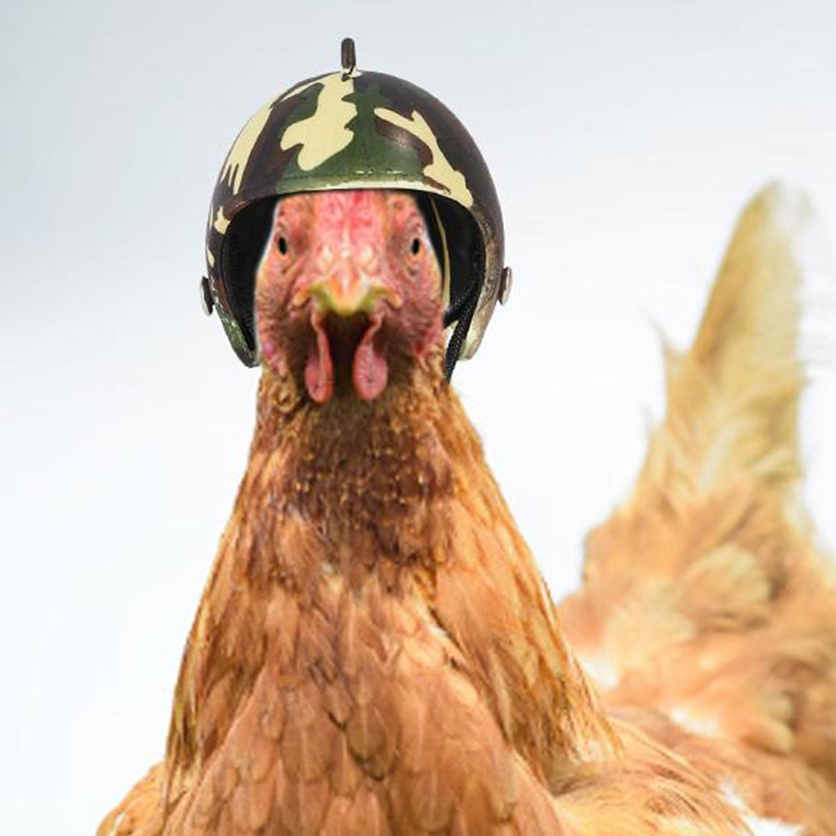 Toorise Pet Chicken Helmet Safety Bird Helmet Funny Parrot Helmet Chicken  Bird Hat Headwear Suitable for Parrot Small Chickens Ducks and Other  Poultry Protect Pet Head 