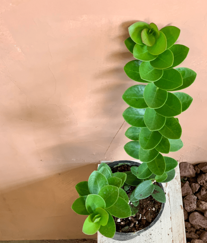 Hoya Cunninghamia Rooted Cuttings Plant Live Indoor Outdoor, Fully Rooted Live Plant