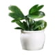 thumbnail image 1 of Adornos de escritorio Poaug en oferta, liquidación, accesorios para casas de muñecas, macetas, flores y plantas, plantas verdes, modelos de plantas en miniatura, adornos de jardinería terminados., 1 of 2
