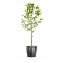 4-5ft Orient Pear Tree - Hardy Hybrid Pear - Attractive White Flowers