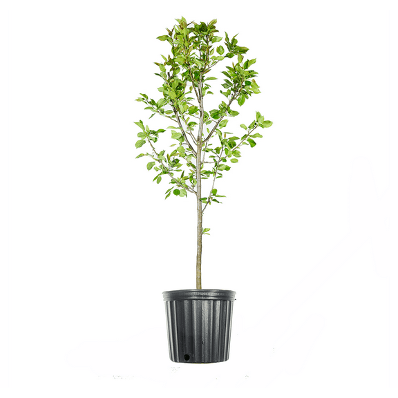 4-5ft Orient Pear Tree - Hardy Hybrid Pear - Attractive White Flowers