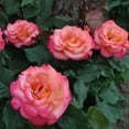 Heirloom Roses Rose Bush Dream Come True™ Grandiflora , Live Rose Plant