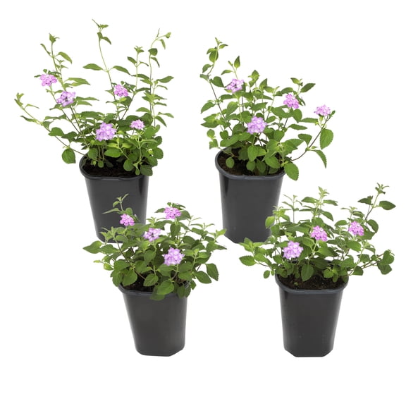 Altman Plants Purple Lantana Flowers 4-Pack, 1 Qt. Pots, Full Sun, Live Outdoor Plants