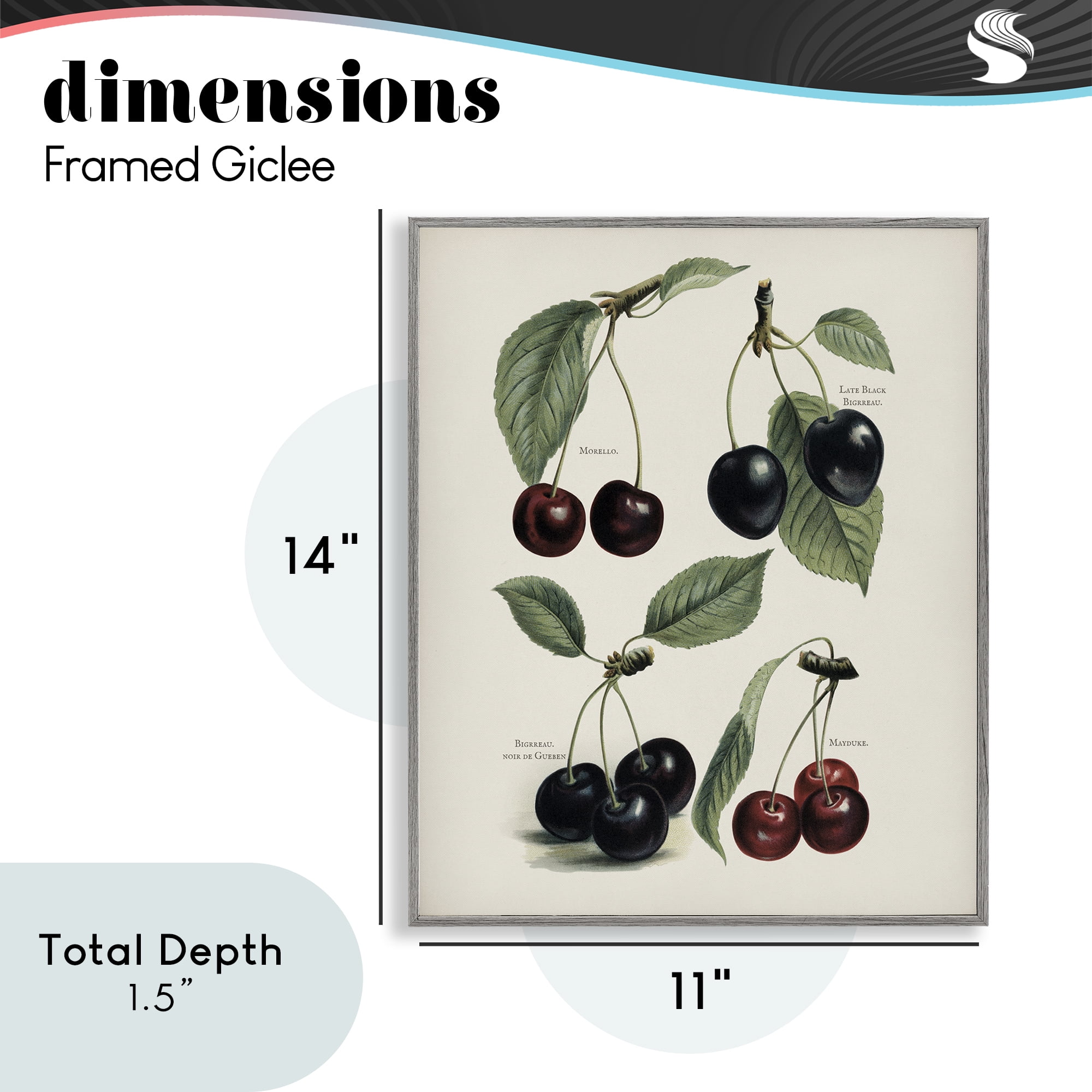 Natural Detailed Cherry Studies Gray Framed Giclee Art, design by Lettered and Lined