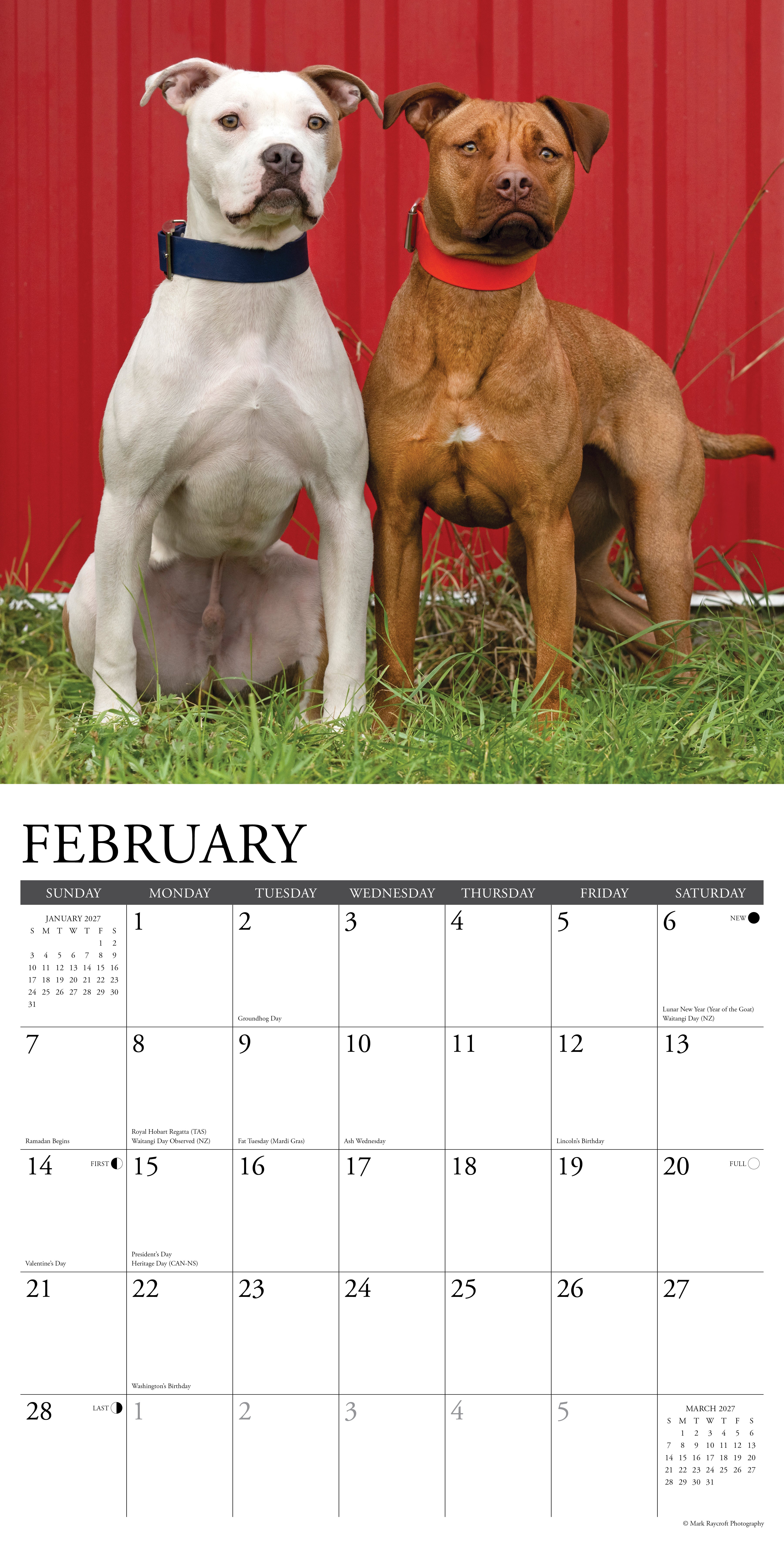 Willow Creek Press, American Pit Bull Terriers 2027 Wall Calendar