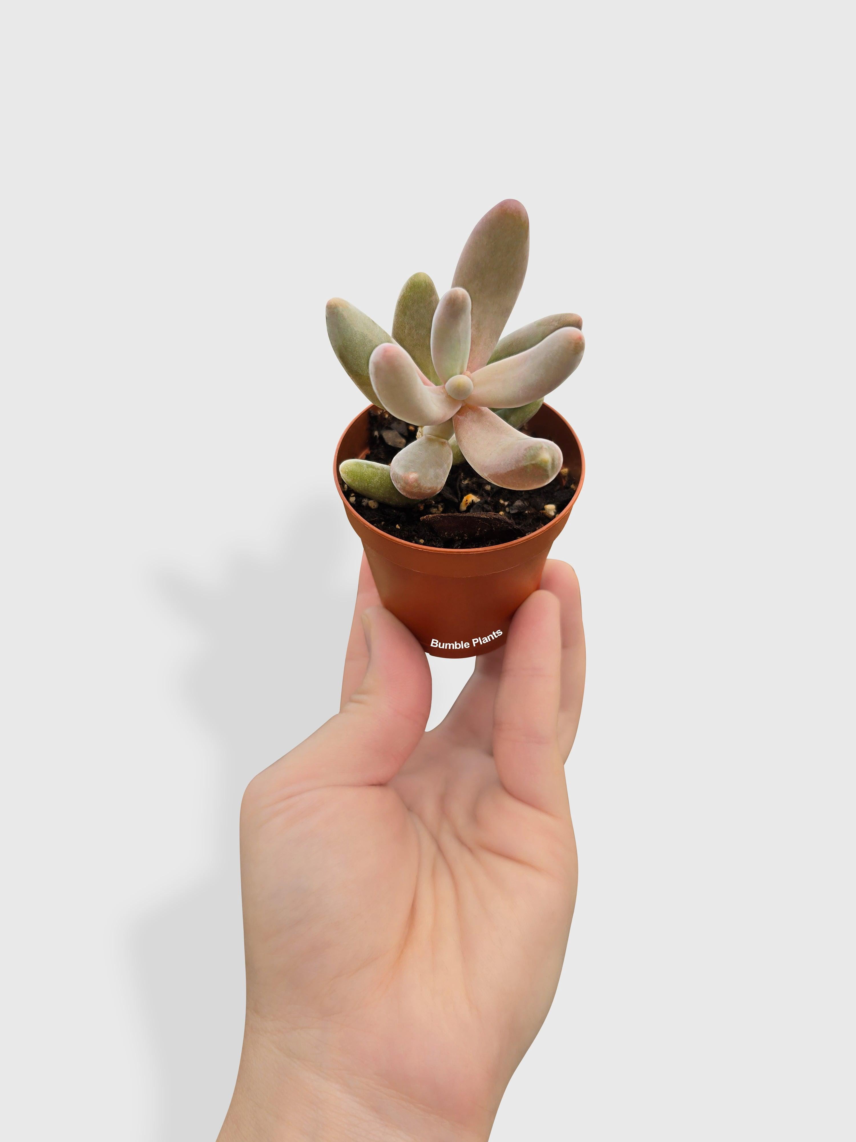Pachyphytum Fittkaui - Live Air-Purifying Indoor Plant in Nursery Pot – Easy Care, Low Maintenance Houseplant for Home & Office Decor, Natural Air Cleaner, Best for Beginners