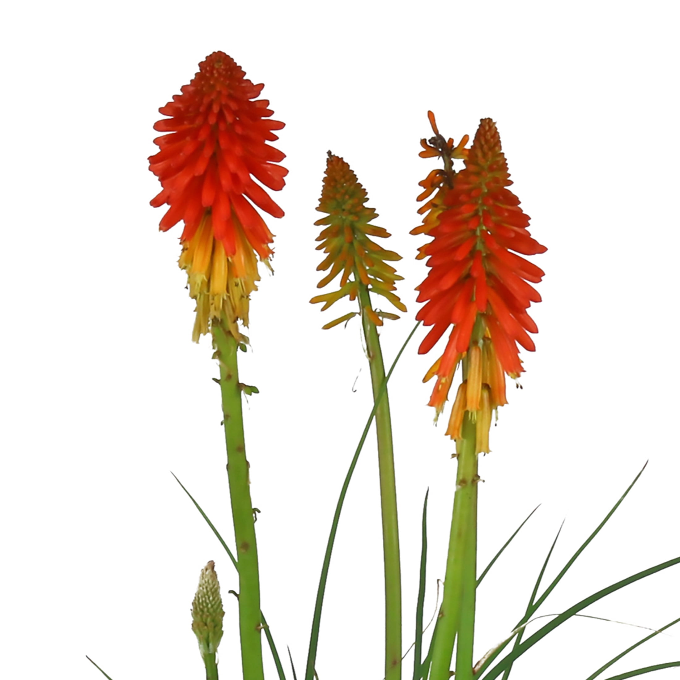 Better Homes & Gardens Poco Kniphofia Live Perennial Plant, Full Sun, 3 Pack