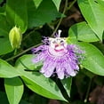 Passiflora Incarnata Seeds Purple Passionflower, Maypop Edible Fruit