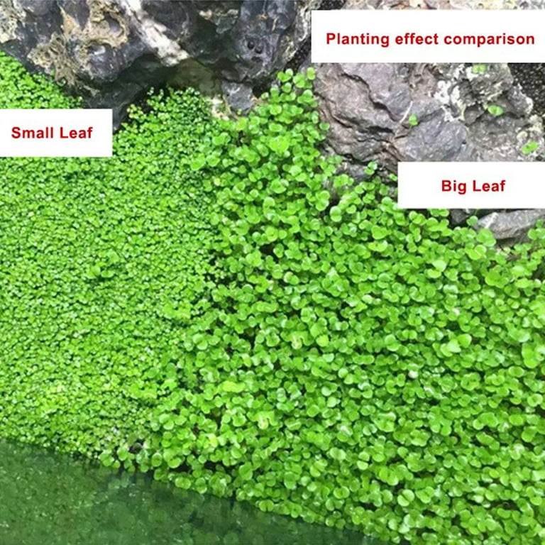 LICHENGTAI 2 Pack Aquarium Small Leaf Grass Seeds for Fish Tank Decoration  Creates Lush Green Carpet Plant L Big Pair of Laves 10g 