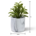 thumbnail image 2 of FloraCraft 8" Artificial Jade Plant in Marbled Pot, 2 of 4