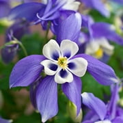 Sweet Caroline Columbine Flower Bulb Collection - Pack of 10
