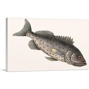 ARTCANVAS Rockfish Canvas Art Print by Mark Catesby - Size: 26" x 18" (0.75" Deep)