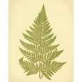 thumbnail image 2 of Lowe, E.J. 26x32 Gold Ornate Wood Framed with Double Matting Museum Art Print Titled - Lowes Fern I, 2 of 4