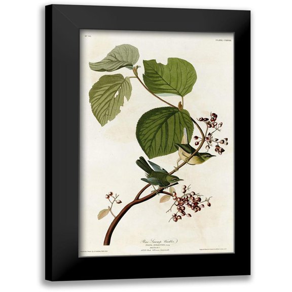 Vintage Apple Collection 10x14 Black Modern Framed Museum Art Print Titled - Pine Swamp Warbler