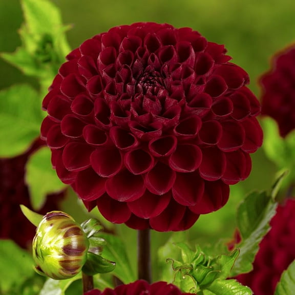Natal Dahlia Flower Tubers - 3 Bulbs per Pack - Ready to Plant Live Flowers - Blooms All Summer - Grows Well in Containers - Good as Cut Flowers - Deer Resistant