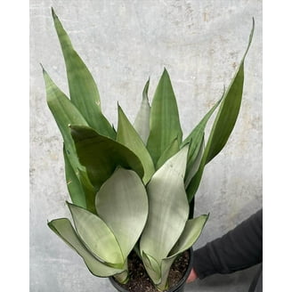 succulents wholesale nurseries 2