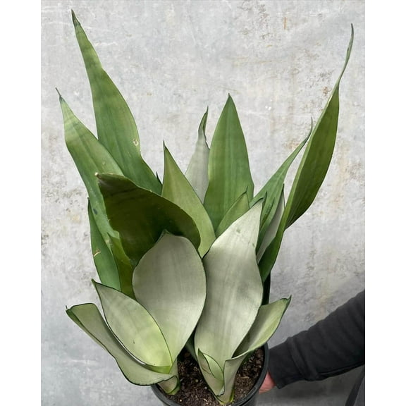 Moonshine Snake Plant-Hardy Indoor Air Purifier  6" Pot
