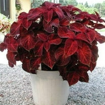 Outsidepride 200 Coleus Wizard Velvet Red Plant Seeds