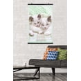 thumbnail image 2 of Keith Kimberlin - Kitten 09 Wall Poster, 22.375" x 34", 2 of 4