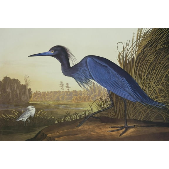 Art.com Blue Crane or Heron Art Print by John James Audubon, 18" x 12"