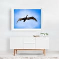 thumbnail image 3 of Washington Majestic Glide - Photography Bird Wildlife Nature Seascape Coastal Marine Life Skyline White Framed Wall Art Print 9 x 12 inches, 3 of 4