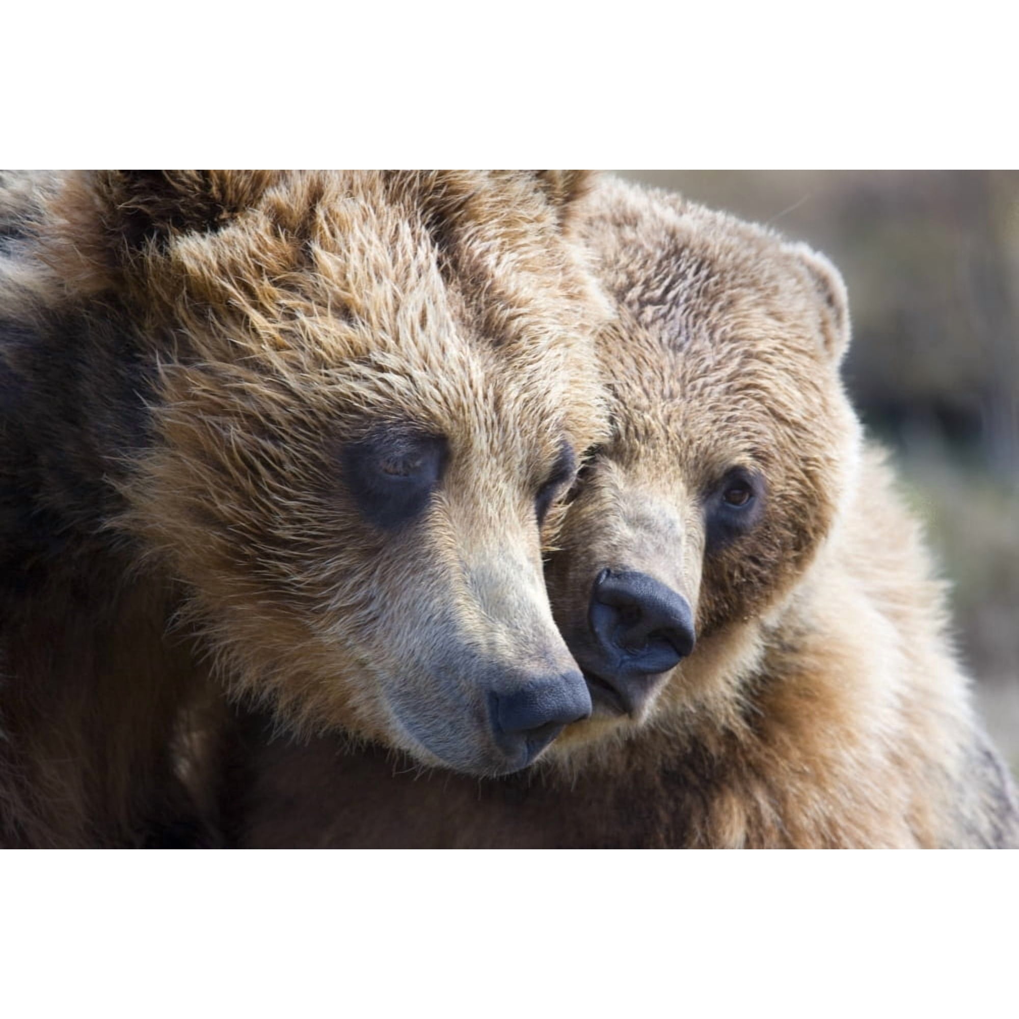 Posterazzi Captive Grizzly Bears Playing At The Alaska Wildlife Conservation Center Southcentral Alaska Canvas Art - Michael Criss Design Pics (34 x 22)