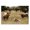 Pastoral Cattle Meadow, variant on Stupell Industries Sheep Grazing in Grass Animals & Insects Painting Black Floater Framed Canvas Art Print Wall Art, 21 x 17