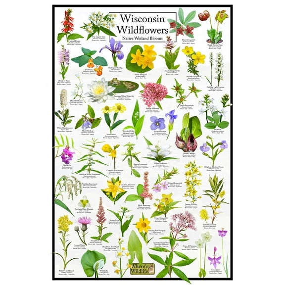 Wisconsin Wildflowers Poster - Native Wetland Blooms - Educational Science Chart of Arkansas Flowers