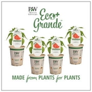 Proven Winners 4-Pack, 4.25 in. Eco+Grande, Sweet Petite Red Pepper Live Plant Vegetable