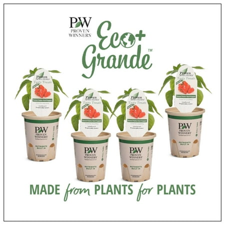 Proven Winners 4-Pack, 4.25 in. Eco+Grande, Sweet Petite Red Pepper Live Plant Vegetable