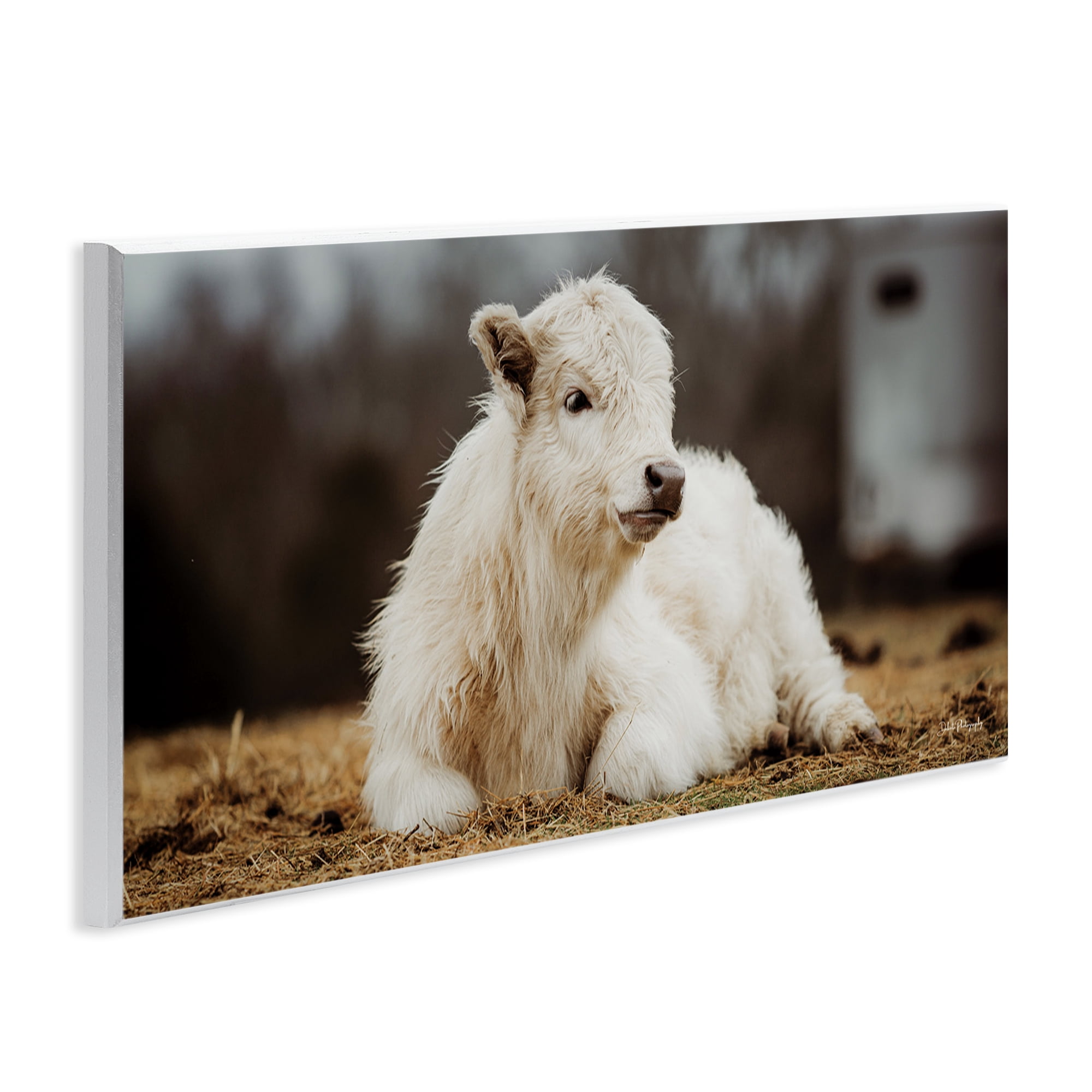 Stupell Industries Baby White Cattle Animals & Insects Photography Unframed Art Print Wall Art, 17 x 7