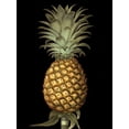 thumbnail image 2 of Brookshaw, George 12x14 White Modern Wood Framed Museum Art Print Titled - Custom Brookshaw Exotic Pineapple I (CR), 2 of 4