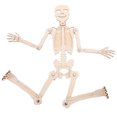 thumbnail image 1 of Miangastore 1 Set Skeleton Model Science Human Skeleton Cognitive Material Assembling Model, 1 of 8