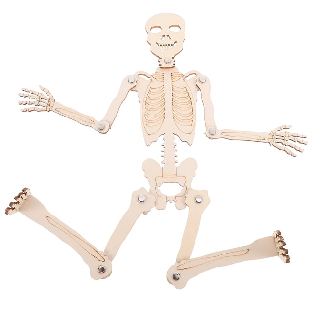 Miangastore 1 Set Skeleton Model Science Human Skeleton Cognitive Material Assembling Model
