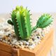 thumbnail image 5 of Gwong Decoración hogareña 1 UNID Cactus Artificial Suculento Garden Lifelike Plant Bonsais Decor Decor Gwong 21034580, 5 of 7