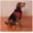 Bright Pink, variant on Dog Harness Easy to Use 2 Step Secure Safe Comfortable Firm No Struggle Control (Bright Pink,Small 9 to 15 Inch Chest)