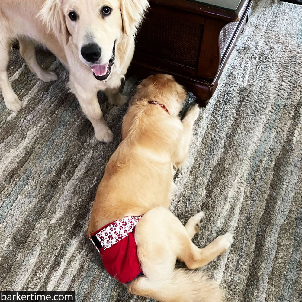 Barkertime Happy Paws on Red Dog Diaper