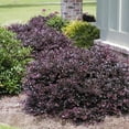 thumbnail image 5 of Loropetalum Plum Delight  2 Extra Large 3 Gallon Plants  Loropetalum Chinense VAR. Rubrum  Lush Landscaping  Garden Accent, 5 of 8