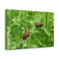 thumbnail image 2 of Slug Couple Slug Couple Print Animal Wall Art Wildlife Canvas Prints Wall Art Ready to Hang Unframed, 2 of 18