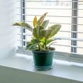 thumbnail image 5 of Perfect Plants Rubber Plant 'Tineke' 6 inch pot, 5 of 8